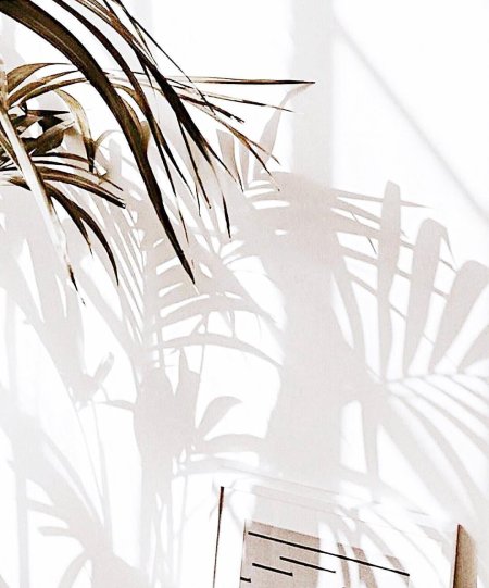 Тень от пальмы на стене