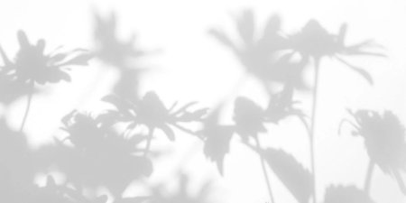 Тень растения на стене