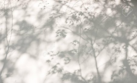 Тень от листвы на стене