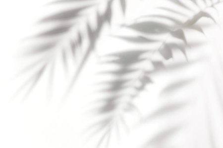 Тень от листьев пальмы