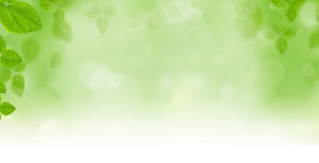 Берёза на зелёном фоне