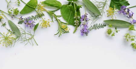 Фон для презентации лекарственные растения