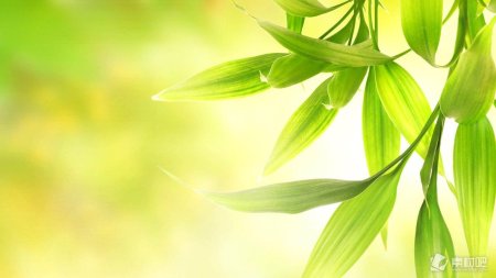 Лист бамбука