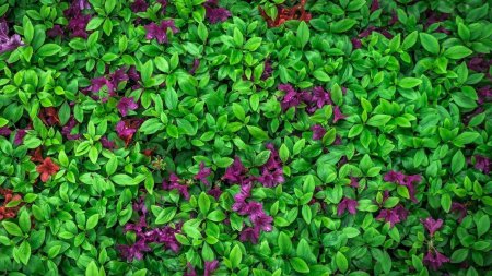 Текстура цветы