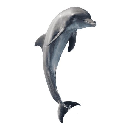 Дельфин афалин