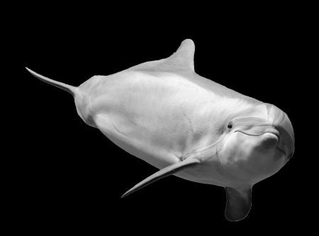 Афалина дельфин