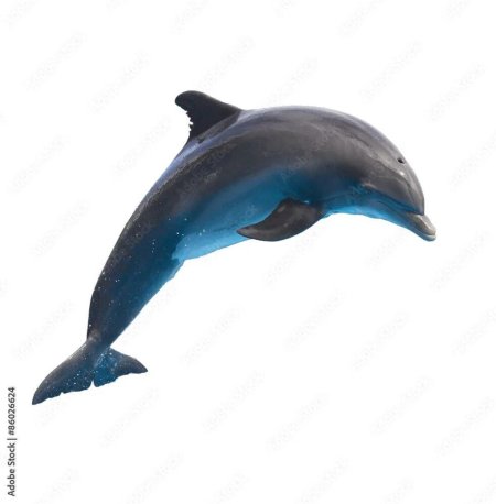 Dolphin white background