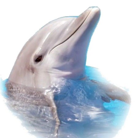 Дельфин черноморская афалина