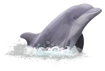 Афалина дельфин