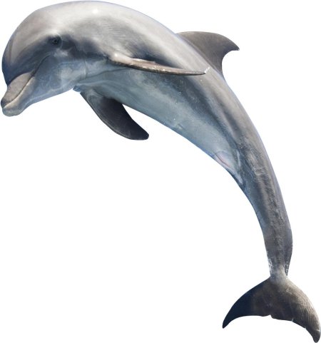 Обыкновенный Дельфин Афалина