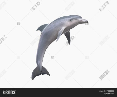 Дельфин без фона