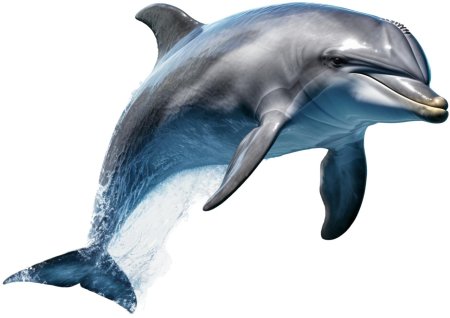 Дельфин без фона