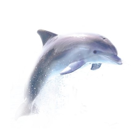 Дельфин вид сбоку