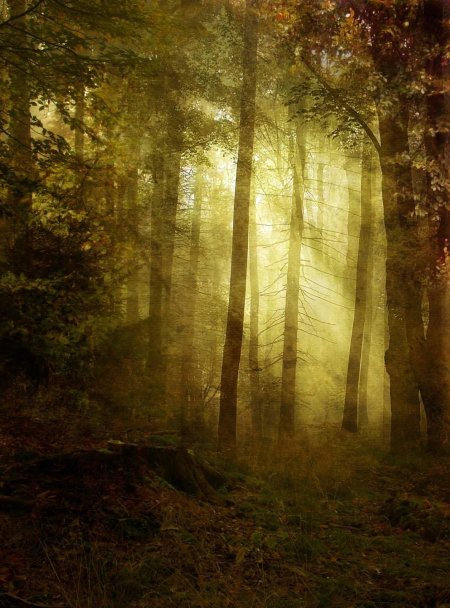 Красивый лес