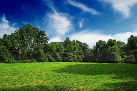 Панорама леса