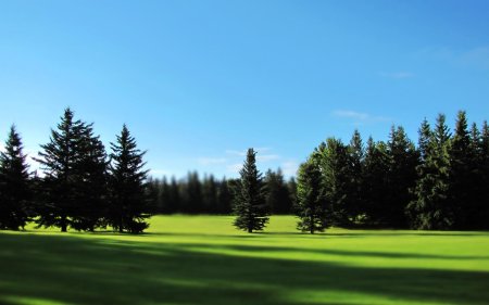 Лес панорама