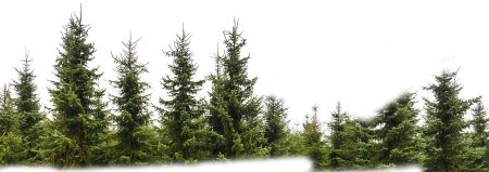 Елка дерево