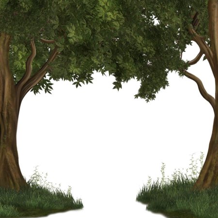 Дерево на прозрачном фоне