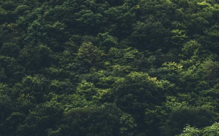 Элис Генри джунгли