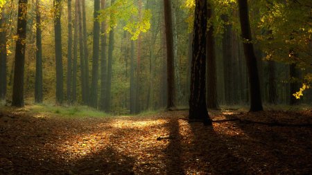 Природа лес