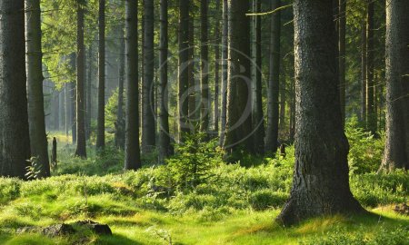 Природа лес