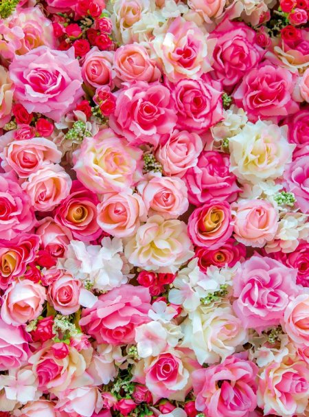 Розовые розы