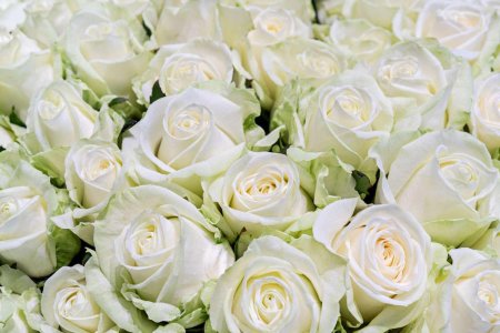 Роза белая аваланш