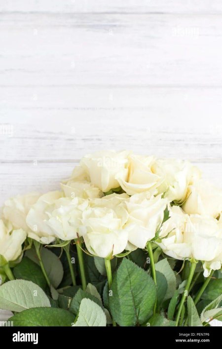 Белые розы фон