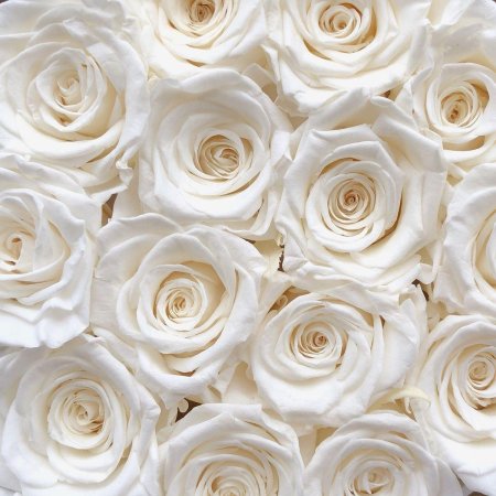 Фотообои белые розы