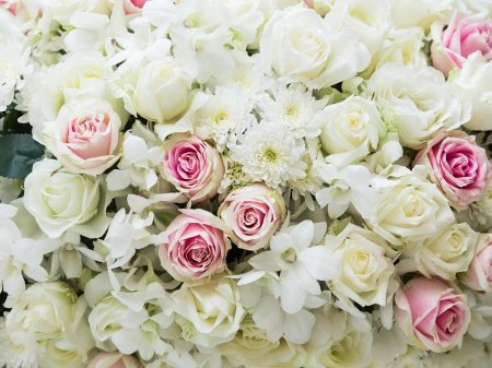 Роза Вайт Пинк