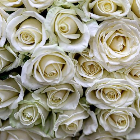 Белая Российская роза