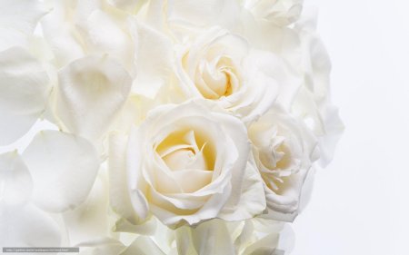 Красивый белый