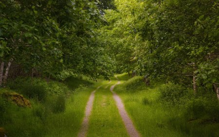 Дорога в лесу