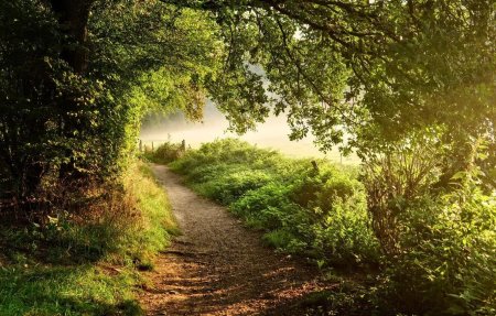 Широколиственный лес тропа