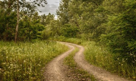 Природа лес Проселочная дорога