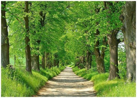 Железноводск тропинка с деревьямм