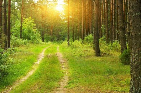 Природа лес Лесная тропинка Россия