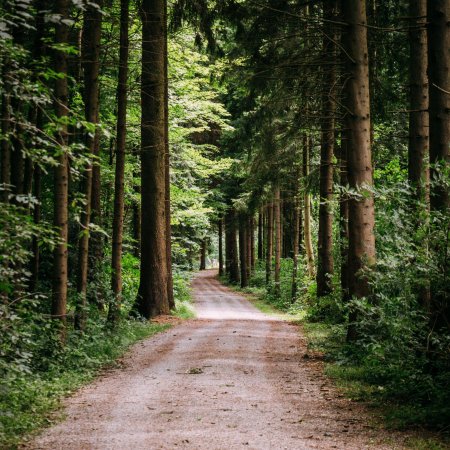 Лесная тропа Геншин