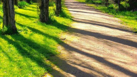 Дорожка в парке