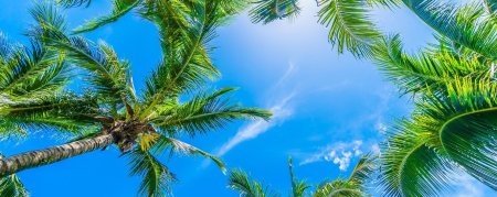 Природа пальмы