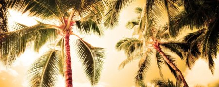 Пальмовые листья фон