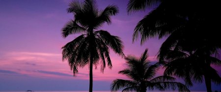 Фиолетовые пальмы