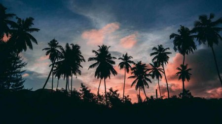 Пейзаж с пальмами