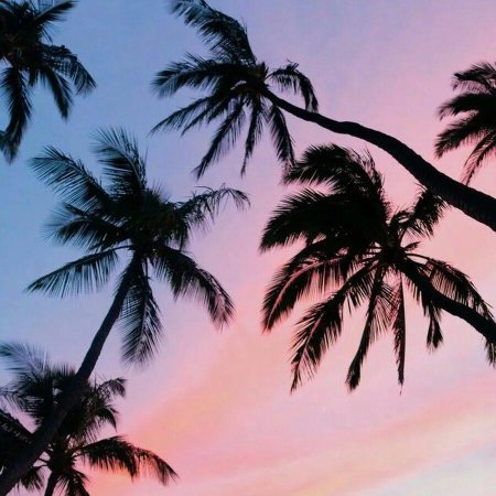 Закат и пальмы