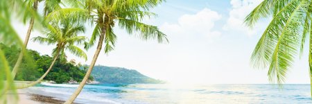 Пальмы панорама