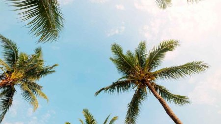 Небо пальмы вид снизу