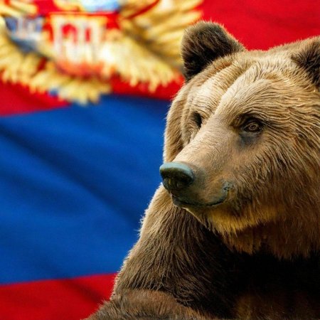 Медведь на флаге россии