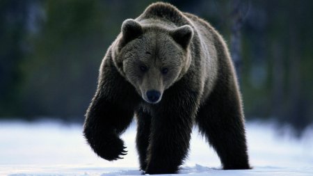 Флаг России с медведем