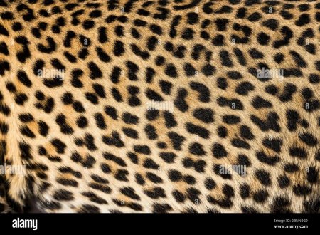 Версаче леопард