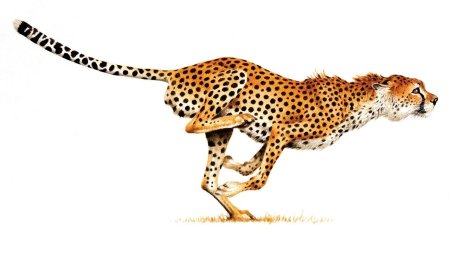 Бегущий гепард